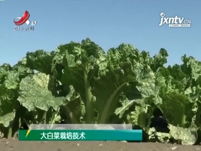农博士大讲堂20210519 大白菜栽培技术