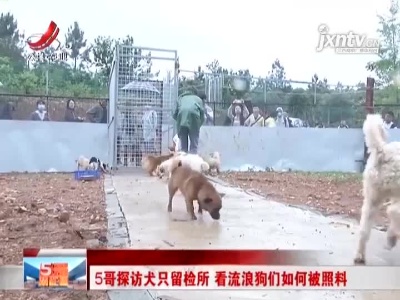 南昌：5哥探访犬只留检所 看流浪狗们如何被照料