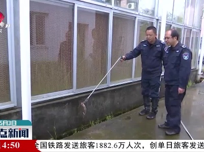 宜丰：毒蛇潜入村庄 野保人员及时处置