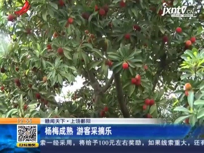 【赣闻天下】上饶鄱阳：杨梅成熟 游客采摘乐