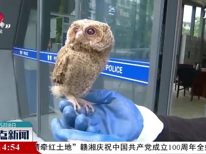 上饶：天降“萌鹰” 民警林业来帮忙