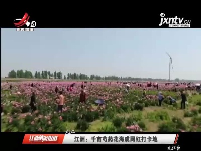 九江江洲：千亩芍药花海成网红打卡地