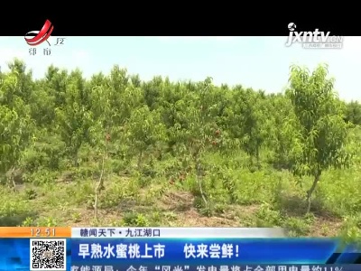 【赣闻天下】九江湖口：早熟水蜜桃上市 快来尝鲜！