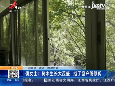 【一追到底·声音】鹰潭月湖·侯女士：树木生长太茂盛 挡了窗户盼修剪