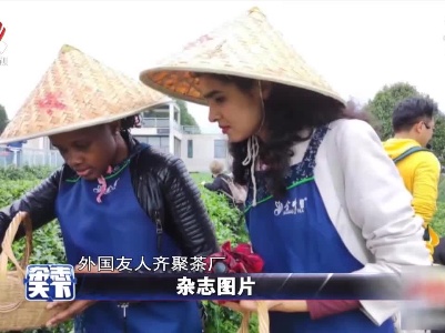 湖南长沙外国友人齐聚茶厂