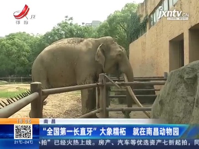 南昌：“全国第一长直牙”大象糯柘 就在南昌动物园