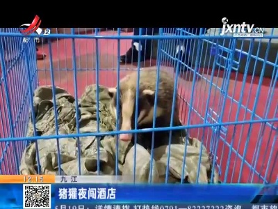 九江：猪獾夜闯酒店