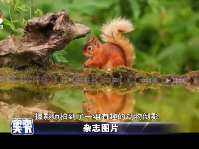 摄影师拍摄动物有趣倒影