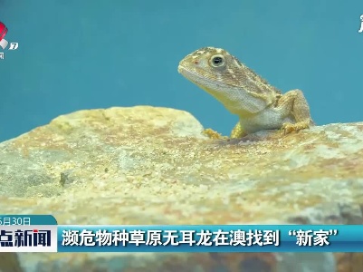 濒危物种草原无耳龙在澳找到“新家”