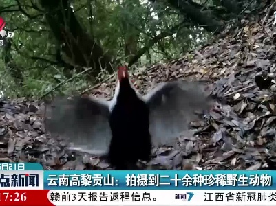 云南高黎贡山：拍摄到二十余种珍稀野生动物