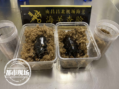 事发南昌海关，“饼干”竟然是4只活物！
