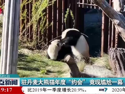 驻丹麦大熊猫年度“约会”竟现尴尬一幕