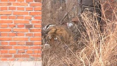 “完达山1号”被放归自然 科研人员将对其持续进行监测