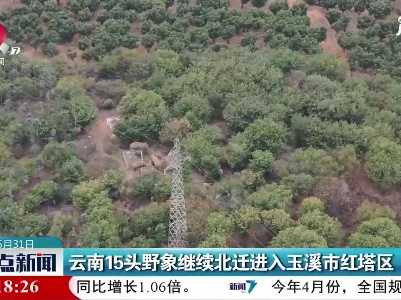 云南15头野象继续北迁进入玉溪市红塔区