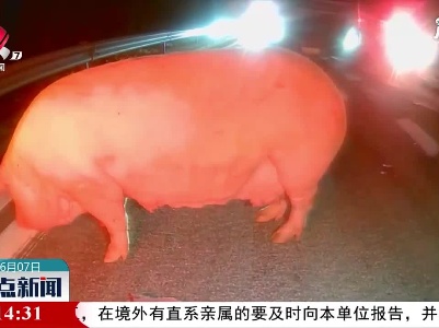 鹰潭：运猪车被撞翻 现场一片混乱
