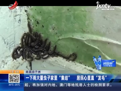 南昌扬子洲：一下雨大量虫子家里“集结” 居民心里直“发毛”