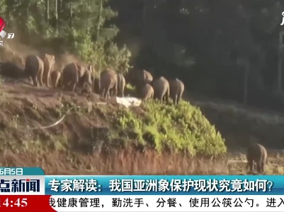 专家解读：我国亚洲象保护现状究竟如何？