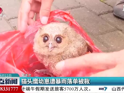 婺源：猫头鹰幼崽遭暴雨落单被救