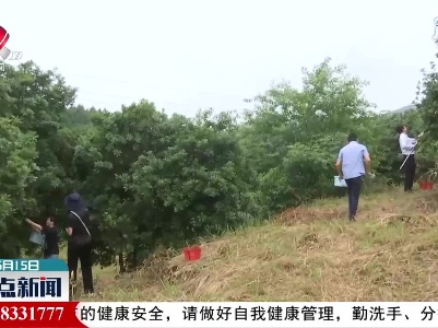 上栗：采摘杨梅乐趣多