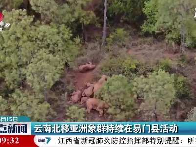 云南北移亚洲象群持续在易门县活动
