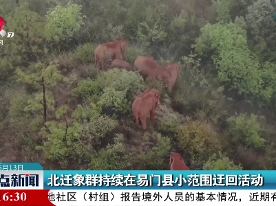 北迁象群持续在易门县小范围迂回活动