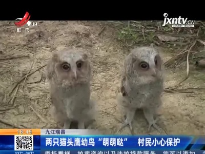 九江瑞昌：两只猫头鹰幼鸟“萌萌哒” 村民小心保护