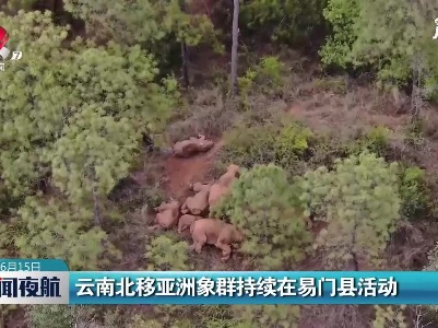 云南北移亚洲象群持续在易门县活动