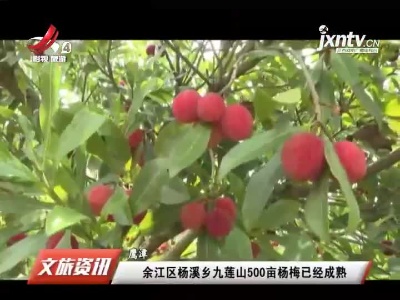 鹰潭：余江区杨溪乡九莲山500亩杨梅已经成熟