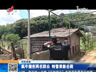 湖南湘潭：疯牛撞伤两名群众 特警果断击毙