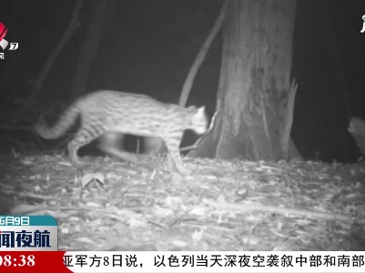 豹猫现身庐山保护区