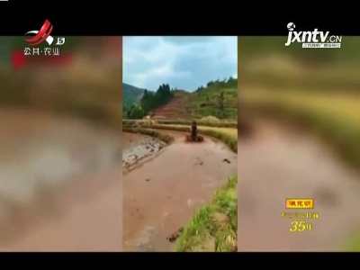 四川：“冲浪式”耙田！这位村民火了...