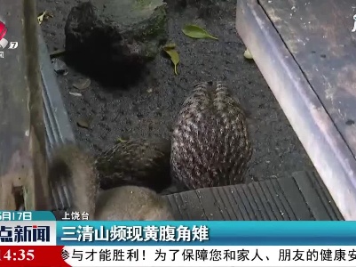 三清山频现黄腹角雉