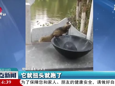 云南：太聪明了 它这样喝水