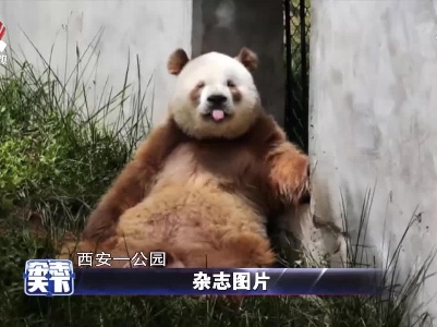 全球唯一圈养棕色大熊猫亮相西安