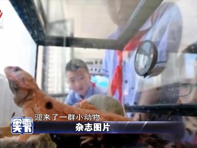 兰州某小学的课堂上 迎来了一群小动物