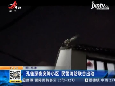 浙江乐清：孔雀深夜突降小区 民警消防联合出动