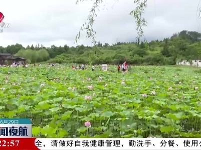 婺源：夏日荷花开 游客赏景来