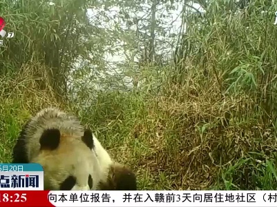 大熊猫国家公园成都片区：野生大熊猫在人工水源处嬉戏玩耍