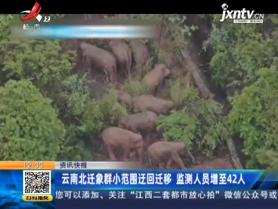 云南北迁象群小范围迂回迁移 监测人员增至42人