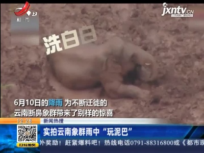 【新闻热搜】实拍云南象群雨中“玩泥巴”