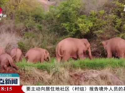云南北迁象群原地休息徘徊暂停迁移