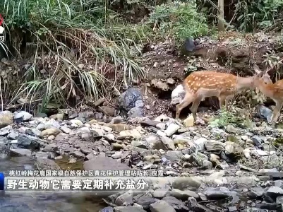 彭泽：为梅花鹿打造“温馨家园”