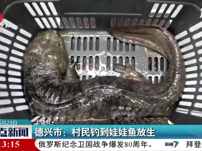 德兴市：村民钓到娃娃鱼放生