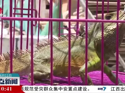 工地惊现国家二级保护动物长鬣蜥