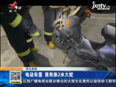 湖北宜城：电动车里 竟有条2米大蛇