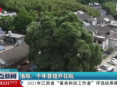 洛阳：千年菩提开花啦