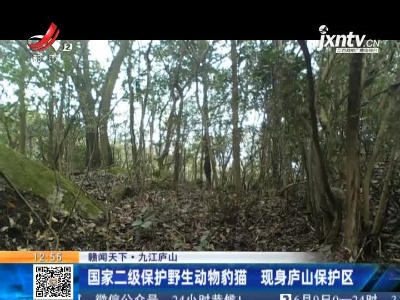 【赣闻天下】九江庐山：国家二级保护野生动物豹猫 现身庐山保护区