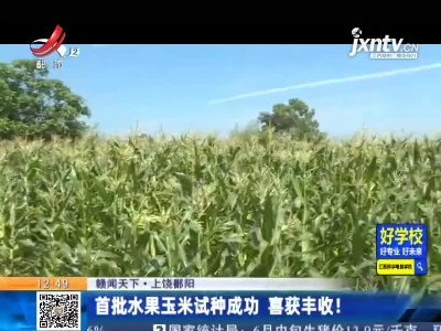 【赣闻天下】上饶鄱阳：首批水果玉米试种成功 喜获丰收！