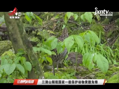 上饶：三清山频现国家一级保护动物黄腹角雉