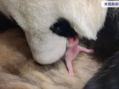 喜添新丁！ 秦岭大熊猫研究中心今年第一只熊猫幼崽诞生